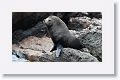 Incorrectly named Galapagos Fur Seals, they are really Sea Lions with  external ear-like pinnae flaps